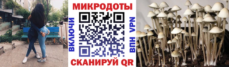 наркотики  Чапаевск  даркнет официальный сайт  Галлюциногенные грибы Cubensis 